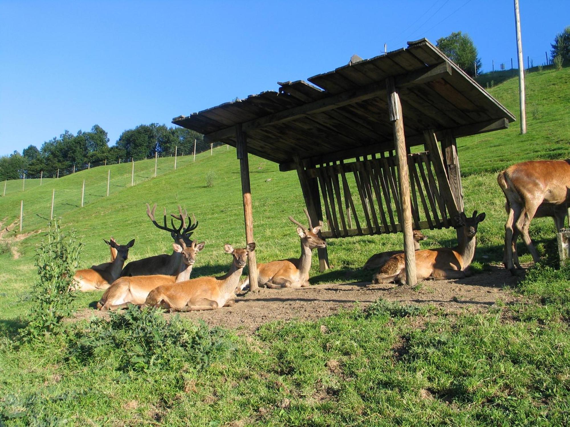 Ferienwohnung Ausblick Zillertal Hainzenberg Exterior foto